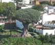 El Drago, Dragon Tree, Tenerife, ES